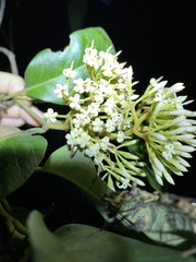 Parsonsia brisbanensis