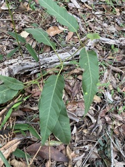 Parsonsia brisbanensis