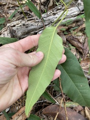 Parsonsia brisbanensis