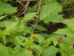 Heliconius sara theudela