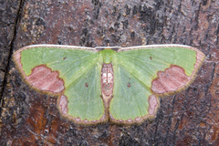 Spaniocentra apatelloides