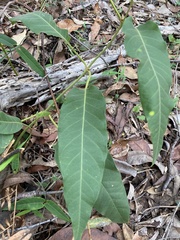Parsonsia brisbanensis
