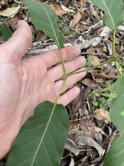 Parsonsia brisbanensis