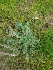 Eschscholzia californica
