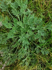 Eschscholzia californica