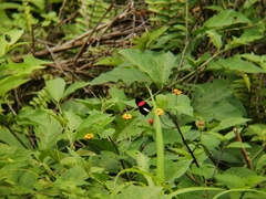 Heliconius melpomene rosina