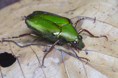 Pseudochalcothea spathulifera