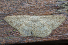 Luxiaria mitorrhaphes