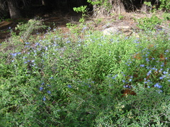 Hackelia velutina