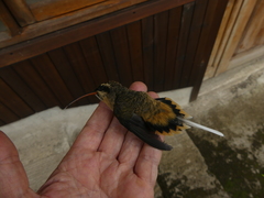 Phaethornis syrmatophorus