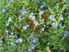 Hackelia velutina