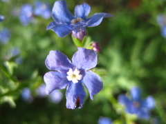 Hackelia velutina