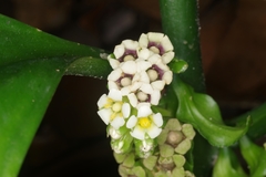 Pentaphragma ellipticum