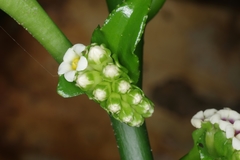 Pentaphragma ellipticum