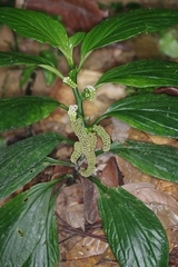 Pentaphragma ellipticum