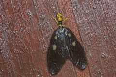 Protohermes spectabilis