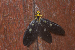 Protohermes spectabilis