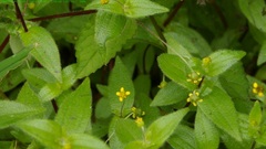 Jaegeria gracilis