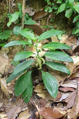 Pentaphragma ellipticum