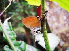 Eooxylides tharis distanti