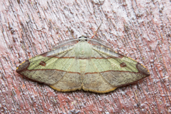 Hypochrosis hyadaria