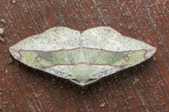 Hypochrosis hyadaria
