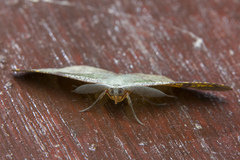 Hypochrosis hyadaria