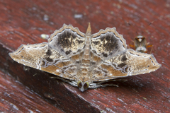 Cultripalpa lunulifera