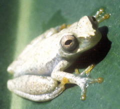 El Mene Treefrog photo 2