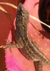 Anolis sagrei