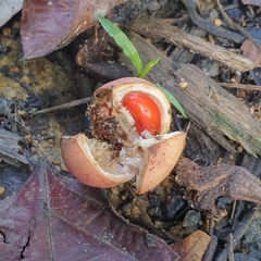 Aphanamixis polystachya