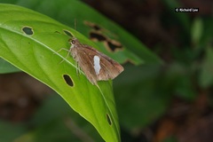 Notocrypta paralysos varians