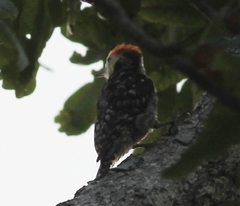 Leiopicus mahrattensis