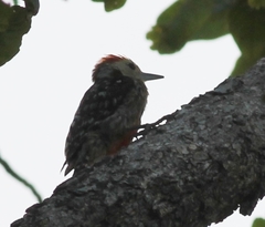 Leiopicus mahrattensis