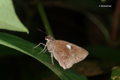 Notocrypta paralysos varians