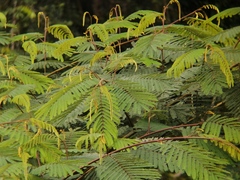 Paraserianthes
