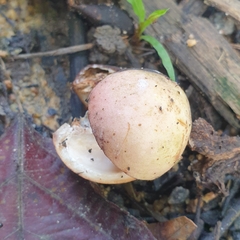 Aphanamixis polystachya