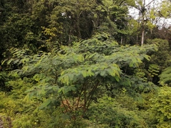 Paraserianthes