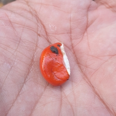 Aphanamixis polystachya