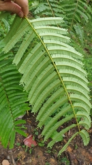 Parkia speciosa