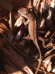 Anolis sagrei
