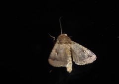 Proteuxoa tetronycha