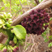 Ruehssia macrophylla - Photo (c) Rich Hoyer, some rights reserved (CC BY-NC-SA), uploaded by Rich Hoyer