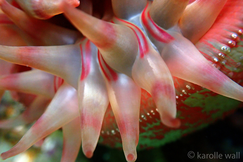 Painted Anemone