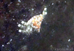 Phyllolithodes papillosus