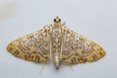 Glyphodes