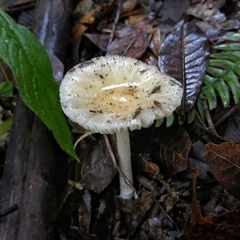 Amanita xylinivolva