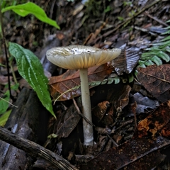 Amanita xylinivolva