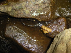 Desmognathus kanawha