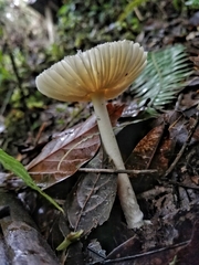 Amanita xylinivolva